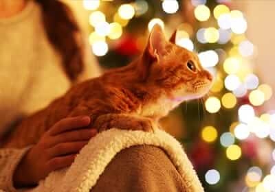 12 Days of Cat Christmas: Holiday Gift Ideas for Your Cat