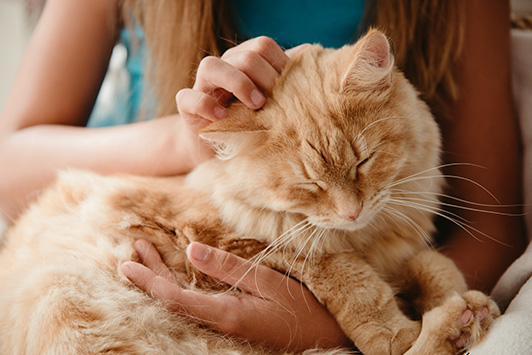 Woman Monitors Her Cat's Health