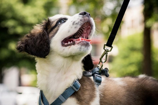 dog on leash looking up at owner