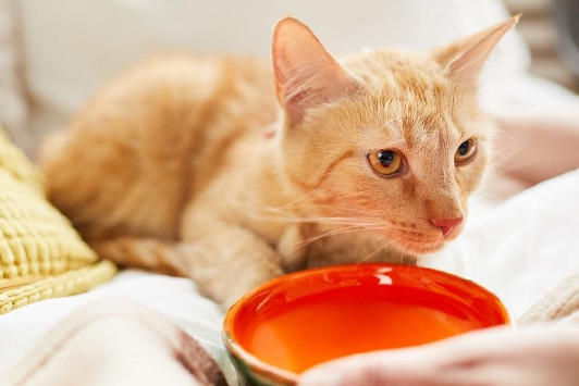 cat and food bowl