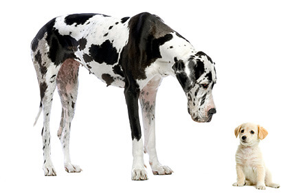 Big Dogs vs Small Dogs: Size Differences Affect Behavior