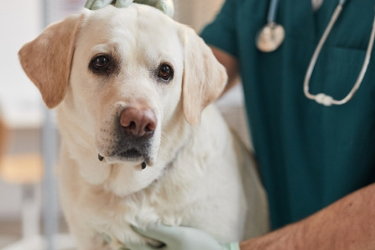 Dog Food Recall Bulletin: Recent Recalls to Know About