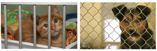 Pets in shelter