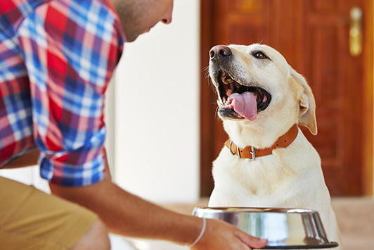 Dog Food Feeding Trials: What They Are and Why They Matter