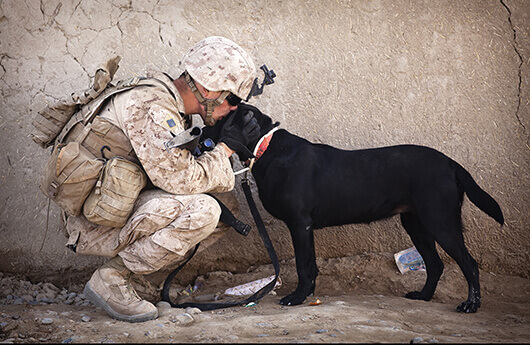 Supporting Military Service Members & Dogs