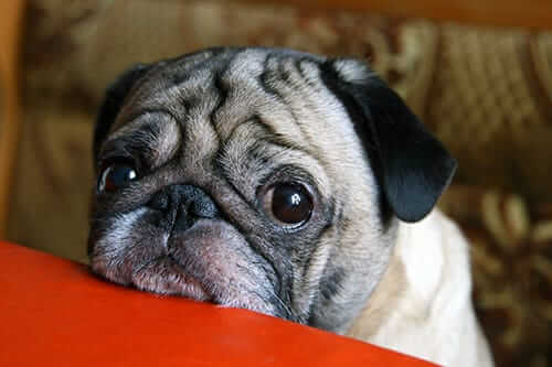 SadPug