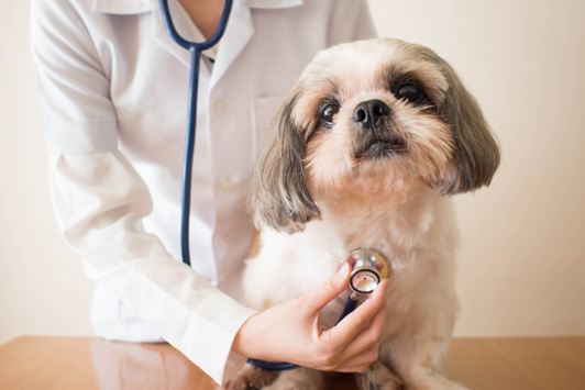 Dog Food Recall Alert: Aflatoxin Mold Contamination
