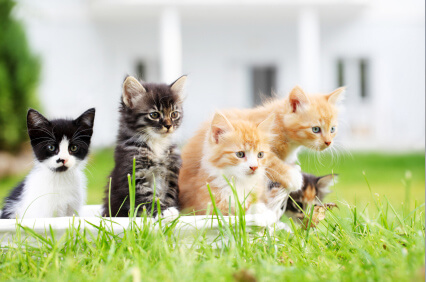 FeLV and FIV in Cats: Symptoms, Testing, and Prevention