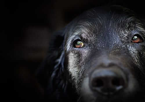 Aging Dog