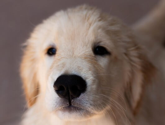 Puppy-Oliver
