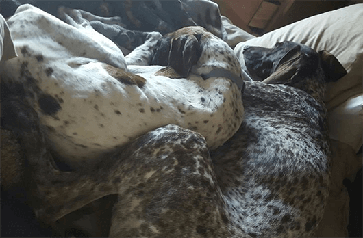 Foundation Awards German Shorthaired Pointers