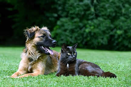 Grain-Free Dog Food: 3 Things Every Dog Owner Should Know