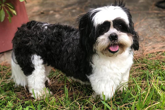 Rescue Dog Posing After Grooming