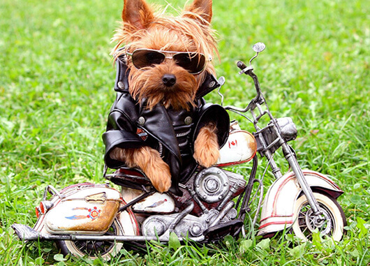 Fonzi Dog