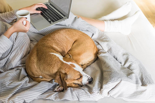 Dog Sleep Positions: What They Reveal