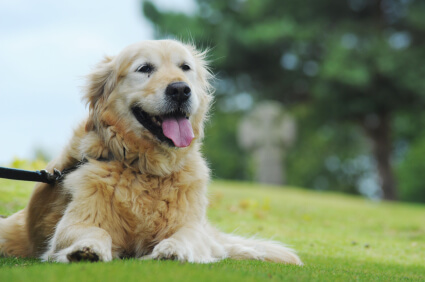 Joint Health for Senior Dogs and Cats: Mobility Tips