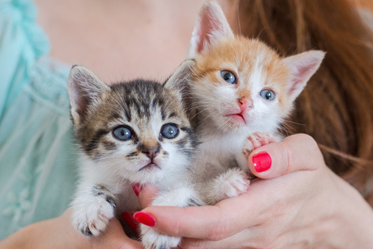 woman holding two kittens