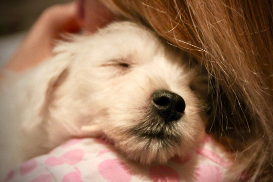 Why Cuddling Your Dog Is Good for Both of You