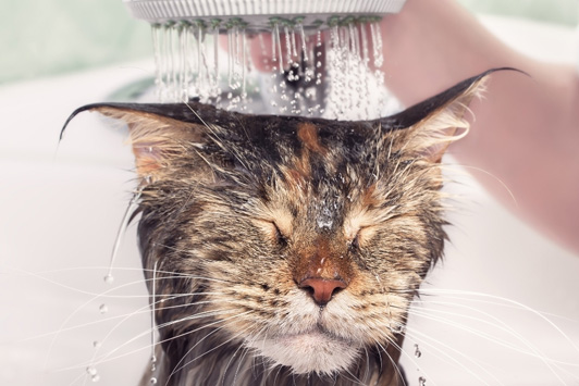 cat getting a bath