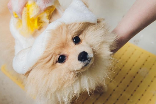 Give Your Dog the Ultimate Spa Day at Home