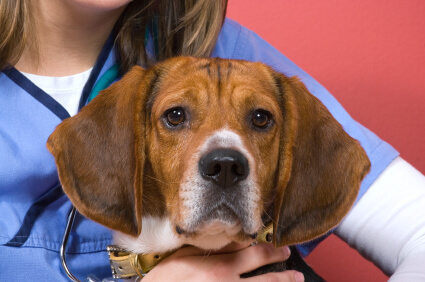 Contaminated Jerky Treats from China: What Dog Owners Must Know