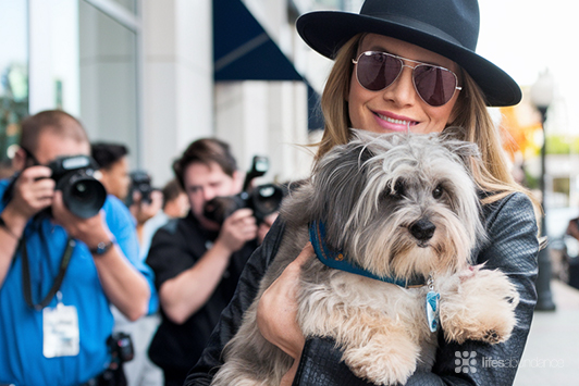 How Celebrities Care for Their Dogs and Cats