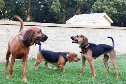 The Gang