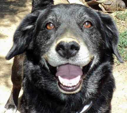 Shasta
