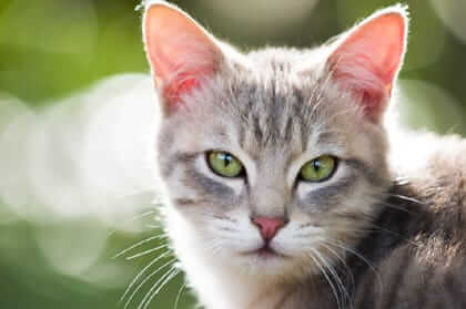 Lovely Cat