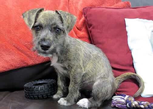 Grant for South Florida Animal Rescue