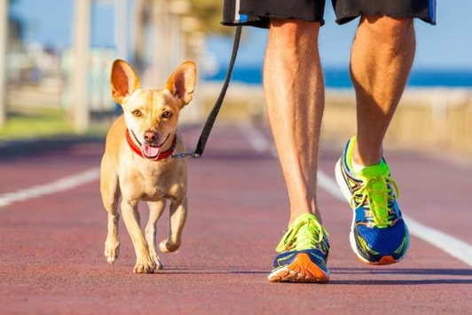 How to Walk Your Dog: 5 Tips for Better Dog Walks