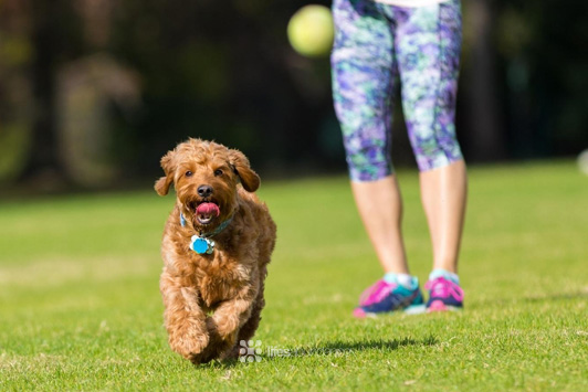 Top 3 Ways to Keep a Bored Dog Entertained