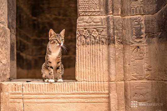 The Evolution of House Cats: From Desert Wildcats
