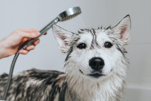 owner rinsing off dog with shower head