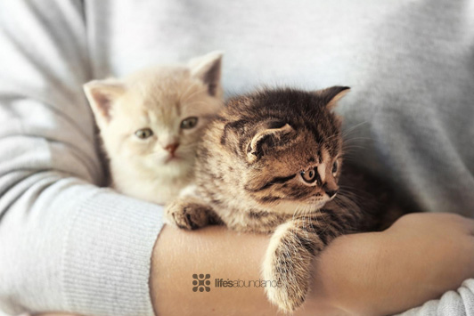 How to Introduce a New Cat to Your Other Cats