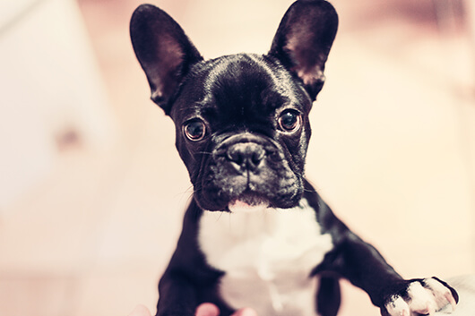 Frenchie