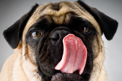 Dog Dental Health: Three Essential Tips for Clean Teeth