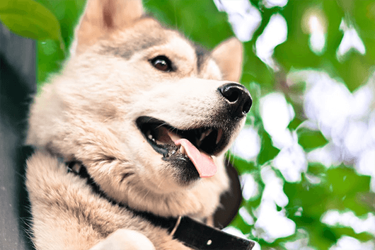 Happy-Shiba-Inu