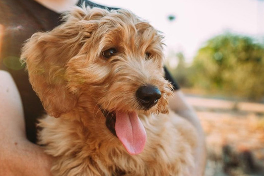 dog in owners arms