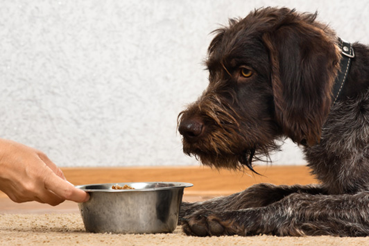 dog looking at food bowl