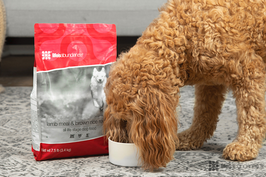 How to Store Dog and Cat Food Properly
