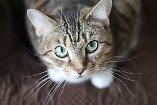 beautiful-whiskery-kitty