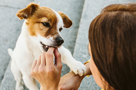 Dog Being Rewarded With Treats