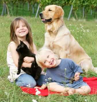 Probiotics for Dogs: How They Support Digestive Health