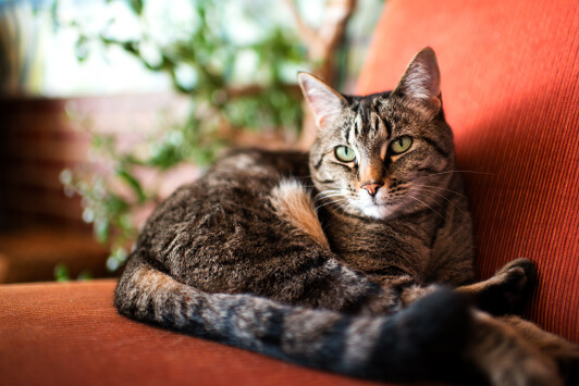 Cat Lounges On Red Couch
