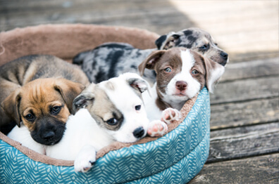 Dr. Jane Foundation Awards Grants to Dog and Cat Rescues