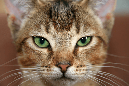 Striking-Kitty-Face