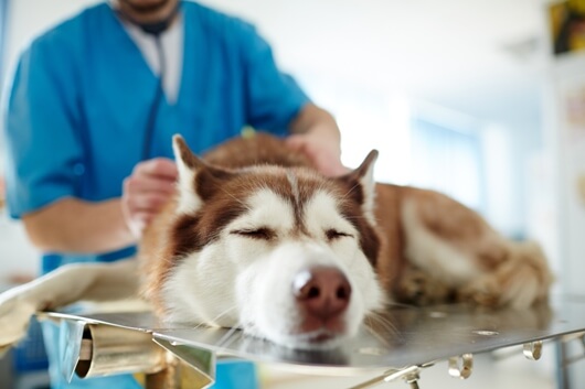 FDA Links 16 Dog Food Brands to Heart Disease in Dogs
