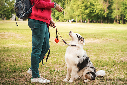 Brain Health for Dogs: How Nutrition Supports Cognition