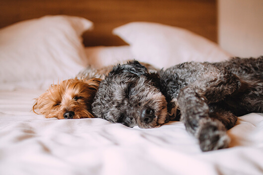 best-buds-napping